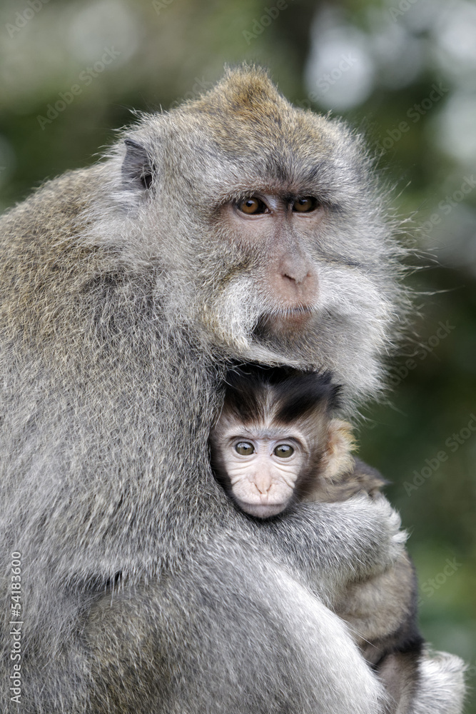Long-tailed macaque, Macaca fascicularis Long-tailed macaque, Macaca fascicularis