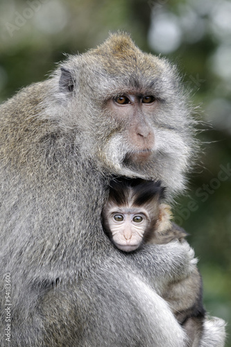 Long-tailed macaque, Macaca fascicularis