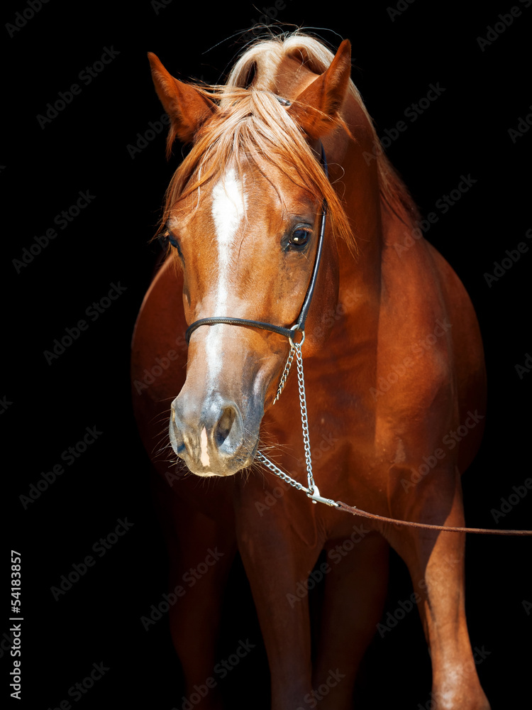 portrait of young arabian colt at black background