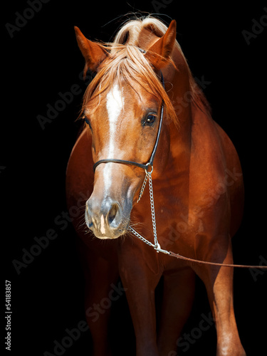 portrait of young arabian colt at black background #54183857