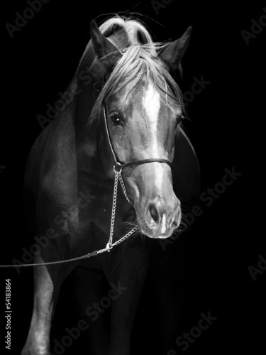 portrait of arabian colt at black background #54183864