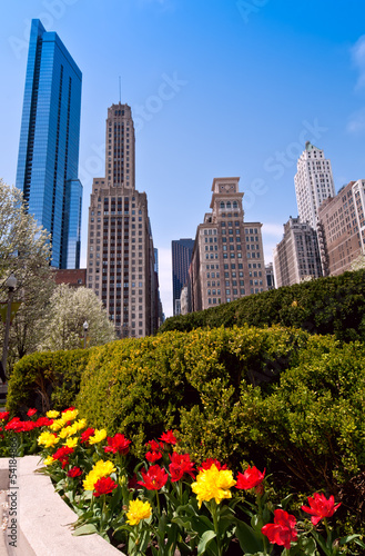 Chicago and tulips