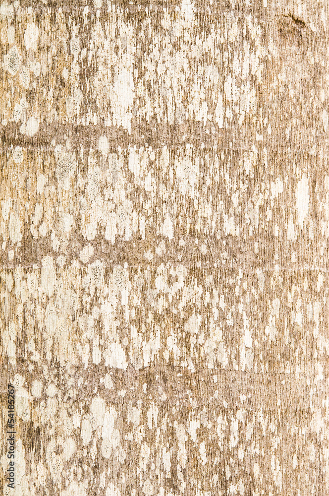 Fototapeta premium Pattern of wood.