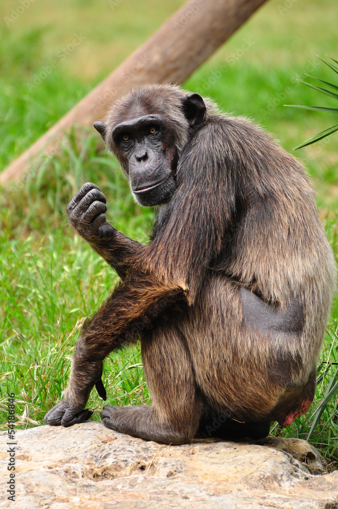 Chimpanzee in safari park. Central Israel. Chimpanzee in safari park. Central Israel.