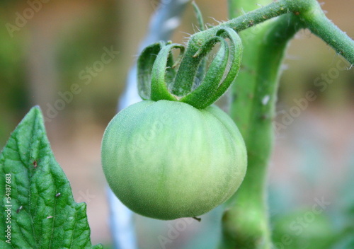 tomate verte  isol   au potager 