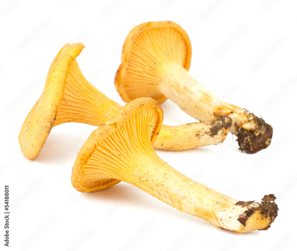 Fototapeta premium Yellow chanterelle isolated on white background