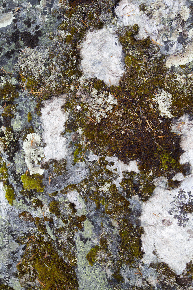 Moss on Rock Background Texture Moss on Rock Background Texture