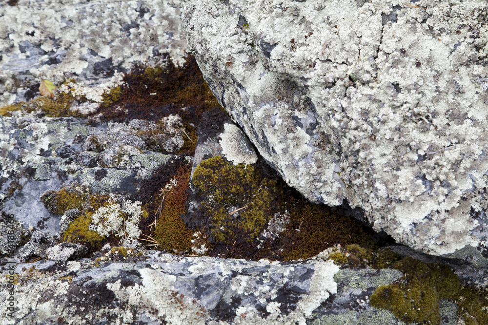 Moss on Rock Background Texture