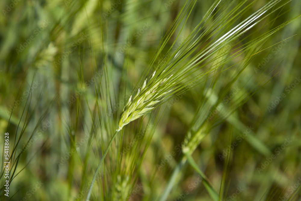 Green Cereal Grain Wheat Green Cereal Grain Wheat