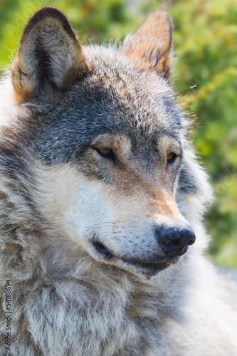 Wolf rests in the forest