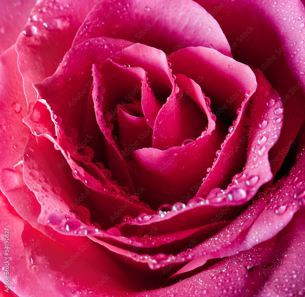 beautiful close up pink rose... beautiful close up pink rose...