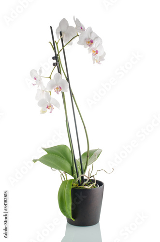 Fototapeta Naklejka Na Ścianę i Meble -  Beautiful white orchid in a flowerpot