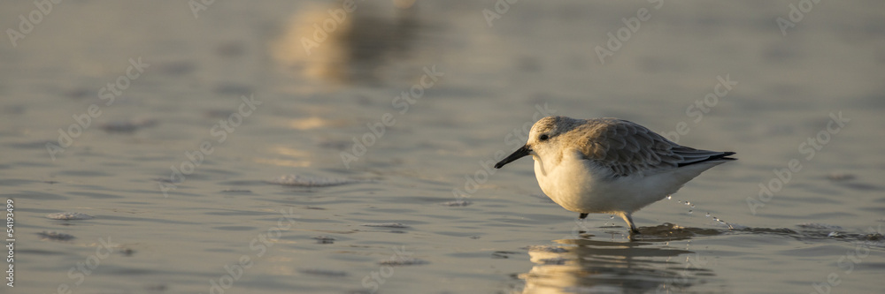Bécasseau sanderling - Calidris alba - Sanderling Bécasseau sanderling - Calidris alba - Sanderling