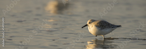 Bécasseau sanderling - Calidris alba - Sanderling © Alonbou