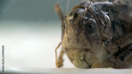 Insect Macro: Head Grasshopper or Cave Cricket photo