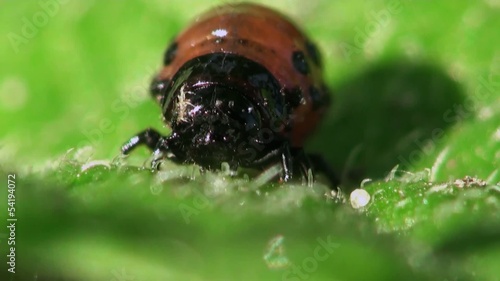 Insect Larvae macro: Second Instar Colorado Potato Beetle Agriculture Pest photo