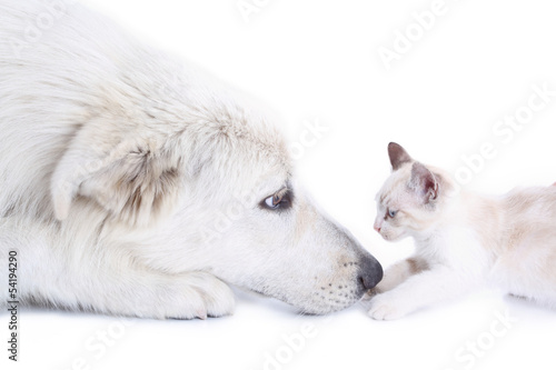 Obraz na płótnie pies i kot