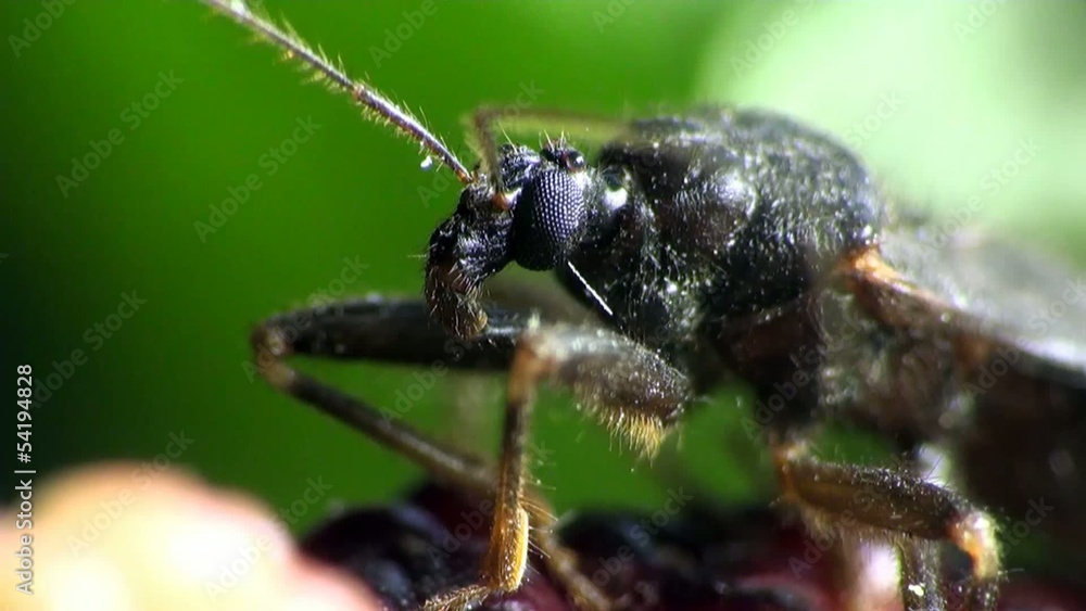 Insect Macro: Scutellatus is genus of True Bug in Miridae family sitt in summer forest and meadow Insect Macro: Scutellatus is genus of True Bug in Miridae family sitt in summer forest and meadow