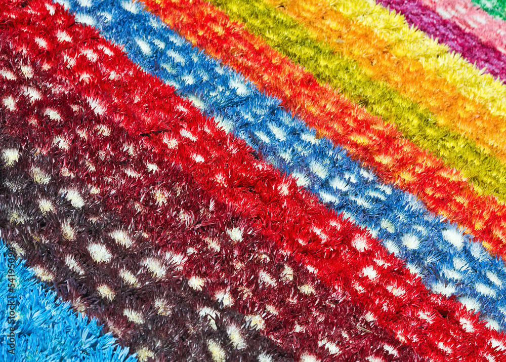 background rainbow of different colors chrysanthemums background rainbow of different colors chrysanthemums