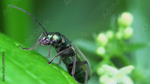 Insect Beetle Bug Macro: Nigricornis Beetle, Spanish Fly sitting on green leaf