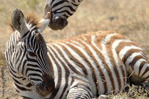 Baby zebra lying