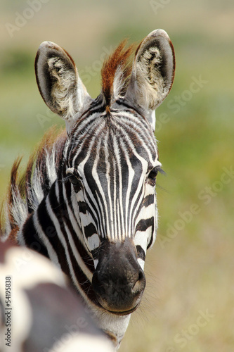 Portrait of a common zebra