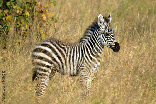 Baby zebra standing