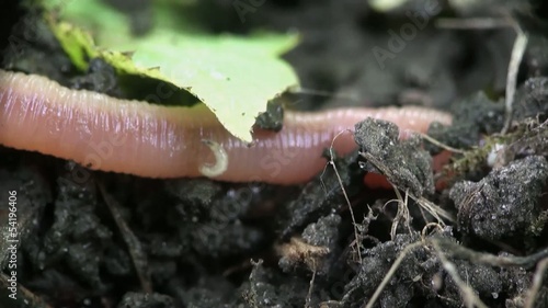 Earth Worm is hiding in ground grawling on rocks, Macro and close-up insect photo