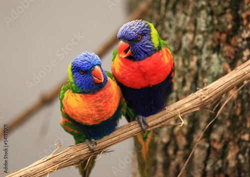 Obraz na plátně couple de loris arc en ciel