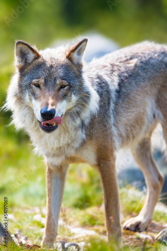 Wolf standing with his tongue out