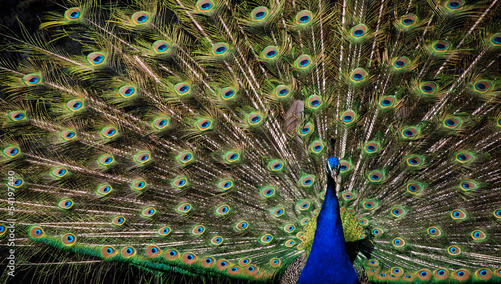 Obraz premium The beauty and splendor of the peacock