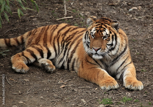 jeune tigre du bengale couch  