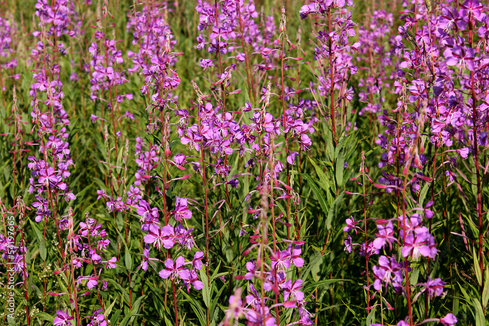 Naklejka premium .Willow-herb