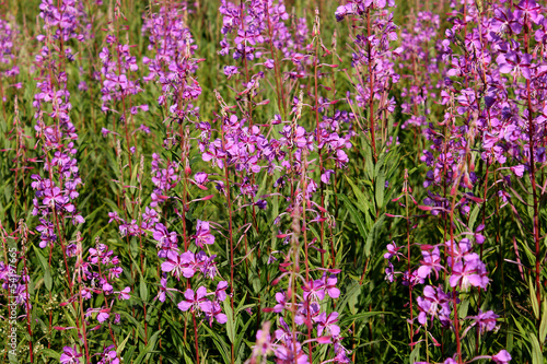 .Willow-herb