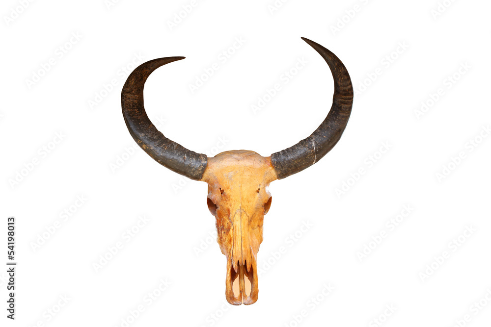 Obraz premium Buffalo skull