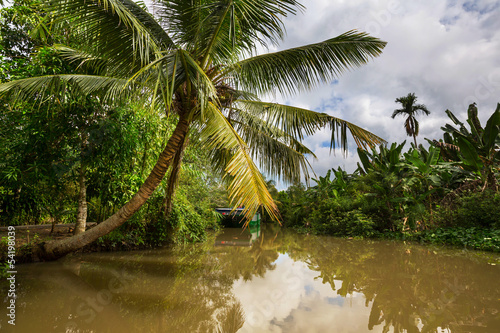 Tropical river