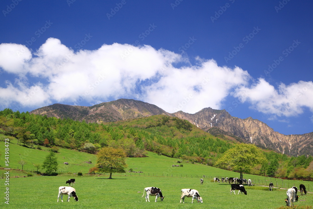 Obraz premium Cow of the plateau
