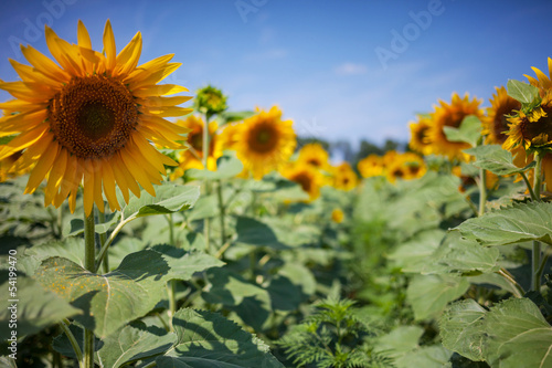 Sunflower