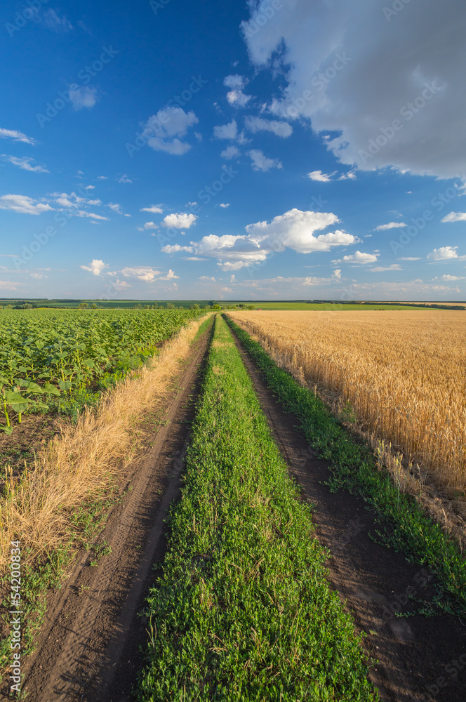 Summer Landscape with Wheat Field