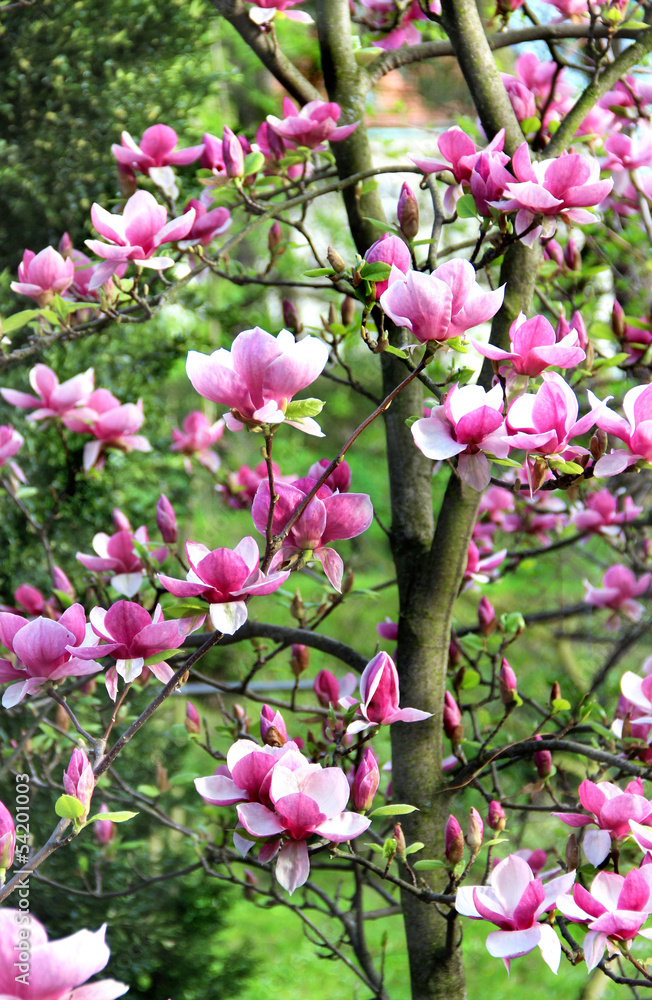 Naklejka premium Magnolia spring trees in bloom