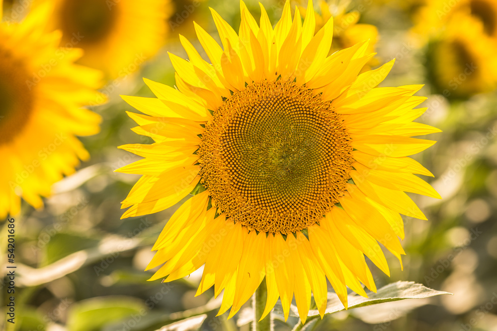 sunflowers