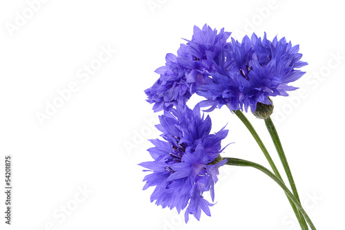 Blue cornflower closeup on white