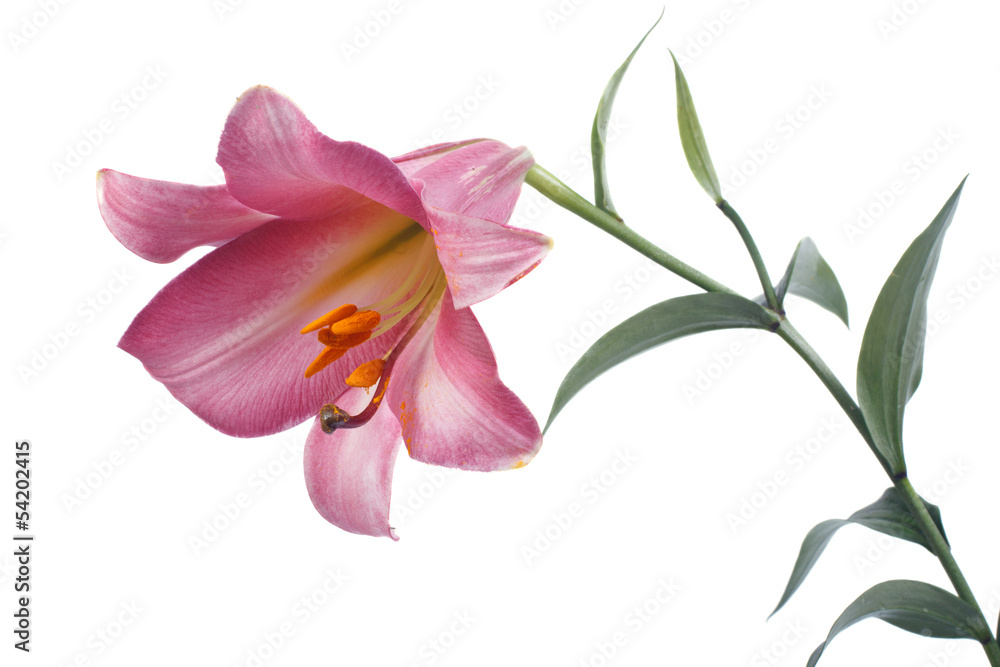 Pink tubular lily isolated on a white background Pink tubular lily isolated on a white background