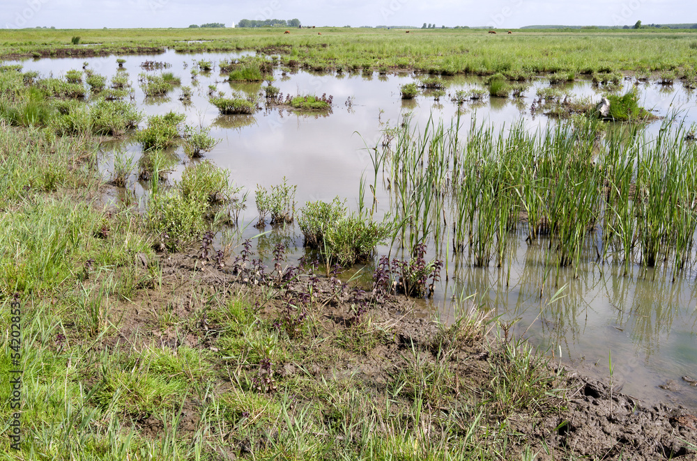 Obraz premium Puddle in the landscape on Tiengemeten,The Netherlands.