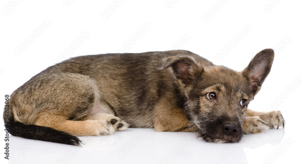 sad mixed breed dog. isolated on white background sad mixed breed dog. isolated on white background