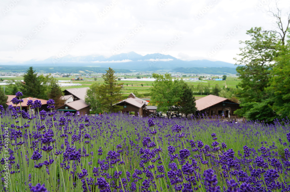 Obraz Piękny lawendowy pole przy Furano