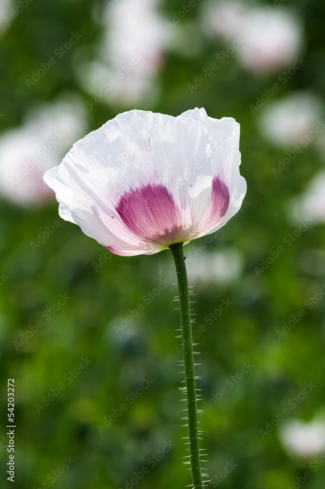 flower of opium poppy flower of opium poppy
