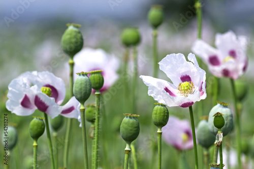 Canvas Print field of opium poppy