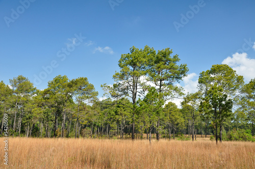 Savannah meadow and pine forest at Thung Salaeng Luang. © badztua