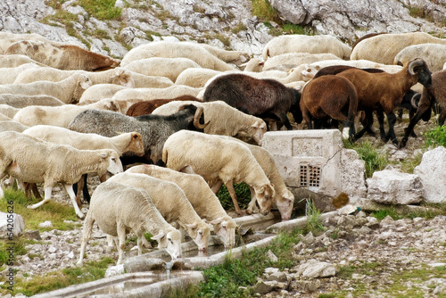 Pecore all'abbeveratoio - thirsty sheep